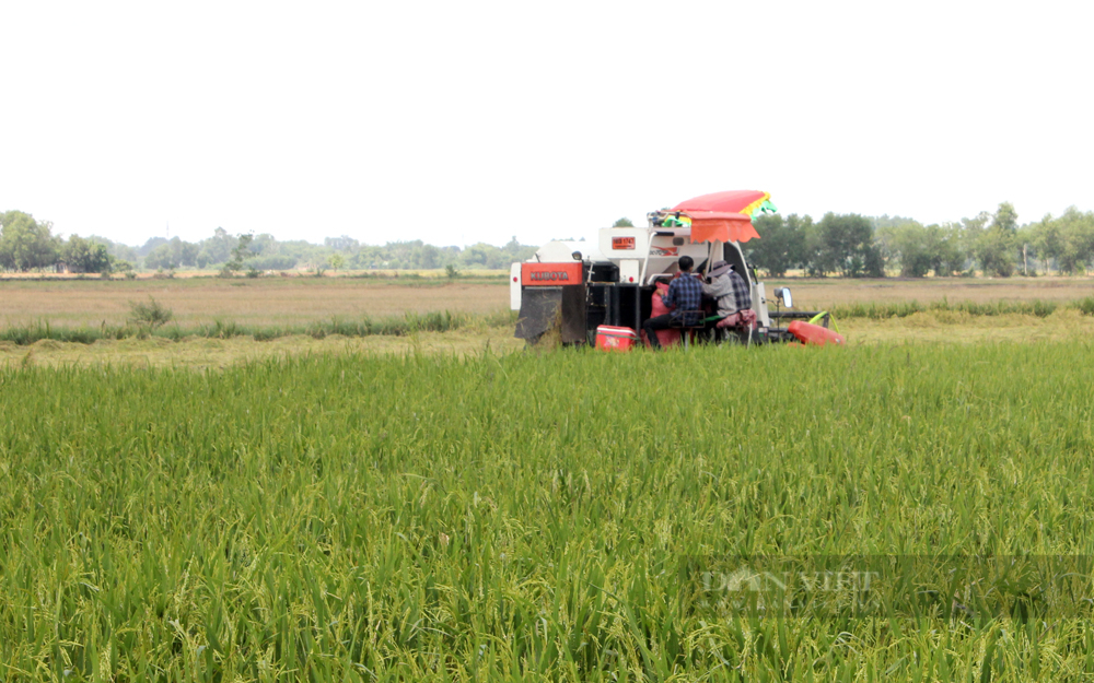 Đề án 1 triệu ha lúa chất lượng cao Giải quyết nguồn vốn cho doanh nghiệp lúa gạo - Ảnh 3.